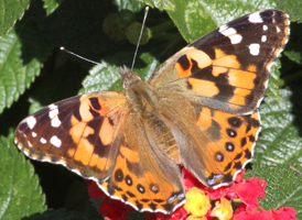 Painted Lady